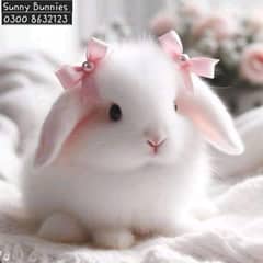 Fancy Rabbit Holland lop Hotot Lionhead Teddy bear Newzeland mini chec