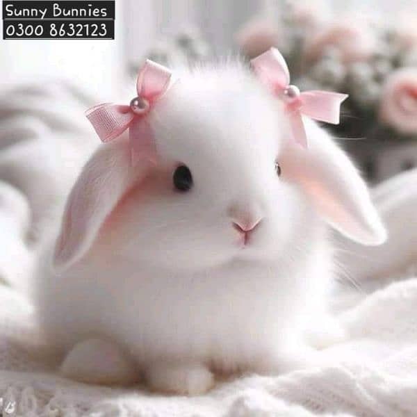 Fancy Rabbit Holland lop Hotot Lionhead Teddy bear Newzeland mini chec 0