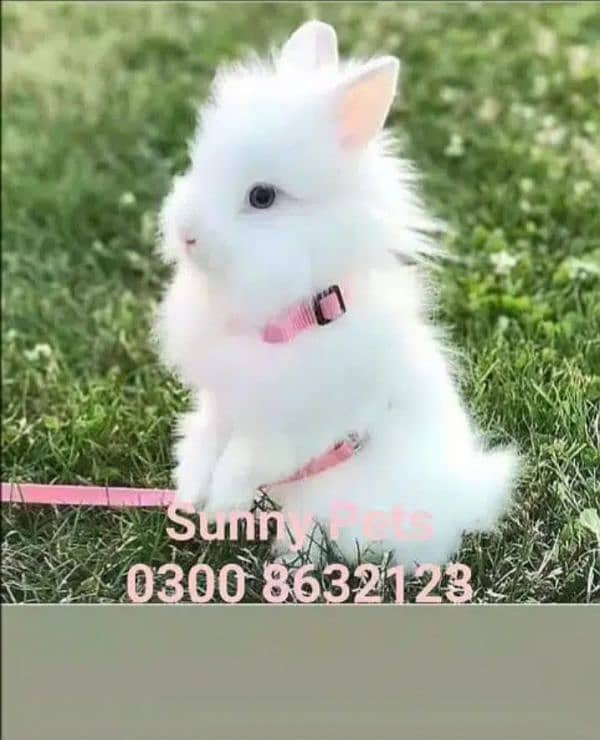 Fancy Rabbit Holland lop Hotot Lionhead Teddy bear Newzeland mini chec 1