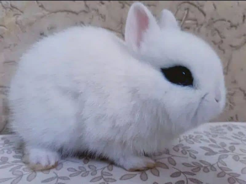 Fancy Rabbit Holland lop Hotot Lionhead Teddy bear Newzeland mini chec 2