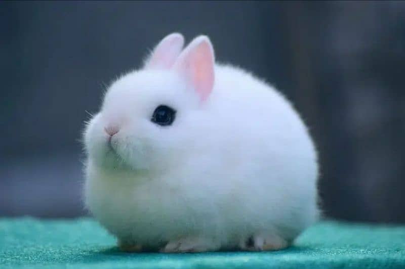 Fancy Rabbit Holland lop Hotot Lionhead Teddy bear Newzeland mini chec 3