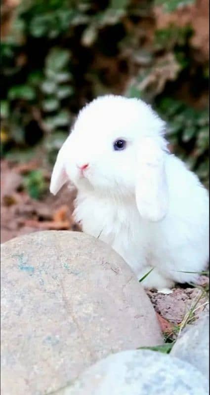 Fancy Rabbit Holland lop Hotot Lionhead Teddy bear Newzeland mini chec 5