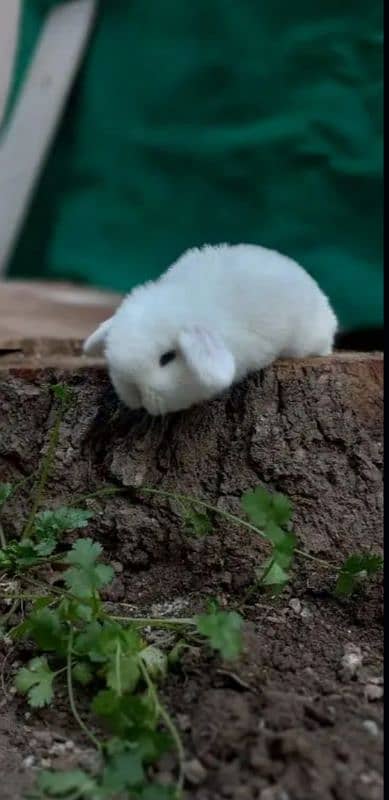 Fancy Rabbit Holland lop Hotot Lionhead Teddy bear Newzeland mini chec 6