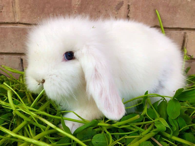 Fancy Rabbit Holland lop Hotot Lionhead Teddy bear Newzeland mini chec 9