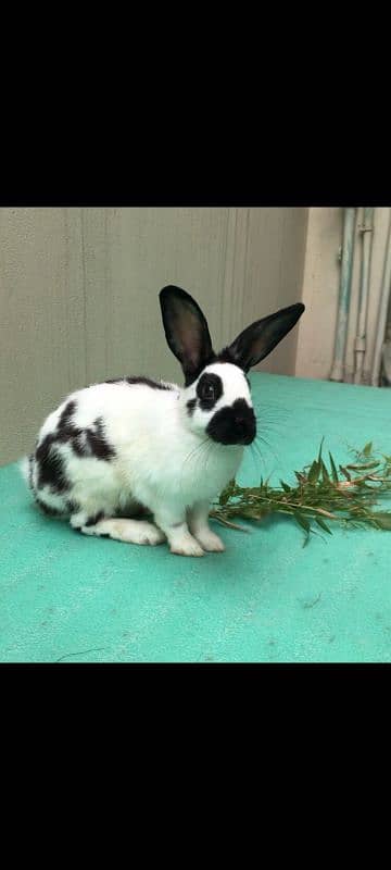 Fancy Rabbit Holland lop Hotot Lionhead Teddy bear Newzeland mini chec 10