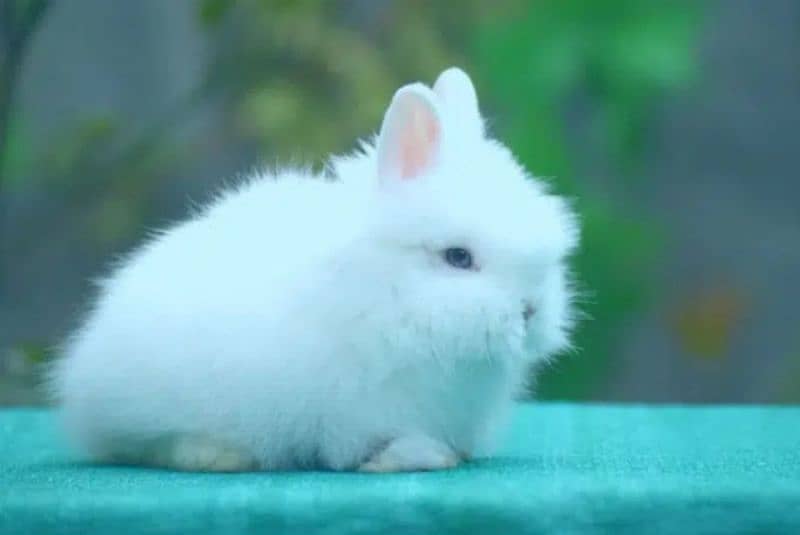 Fancy Rabbit Holland lop Hotot Lionhead Teddy bear Newzeland mini chec 11