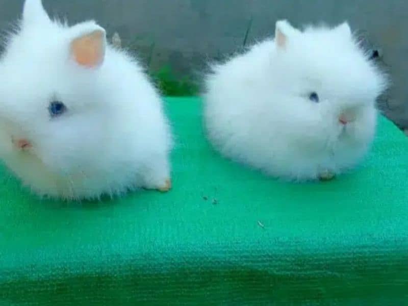 Fancy Rabbit Holland lop Hotot Lionhead Teddy bear Newzeland mini chec 16