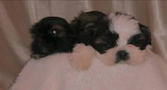 MALE SHIHTZU PUP AVAILABLE (shizu shitzu shihzu)