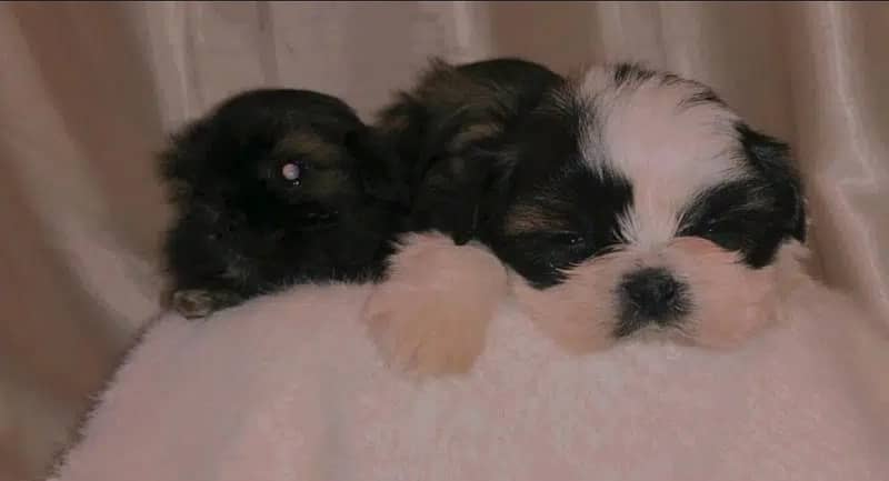 MALE SHIHTZU PUP AVAILABLE (shizu shitzu shihzu) 0