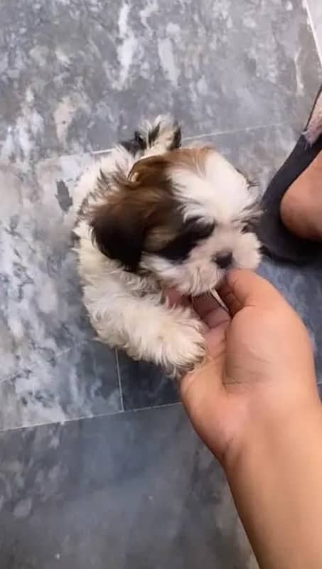 MALE SHIHTZU PUP AVAILABLE (shizu shitzu shihzu) 1