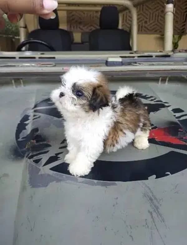 MALE SHIHTZU PUP AVAILABLE (shizu shitzu shihzu) 2