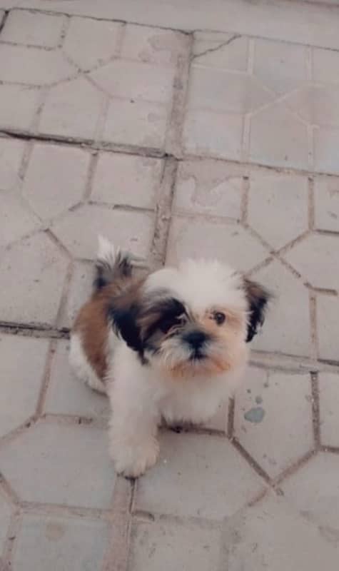 MALE SHIHTZU PUP AVAILABLE (shizu shitzu shihzu) 3