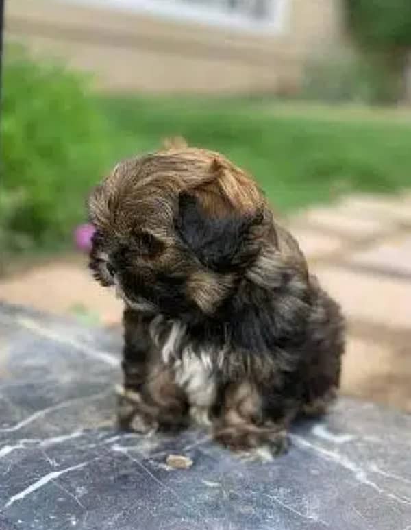 MALE SHIHTZU PUP AVAILABLE (shizu shitzu shihzu) 5