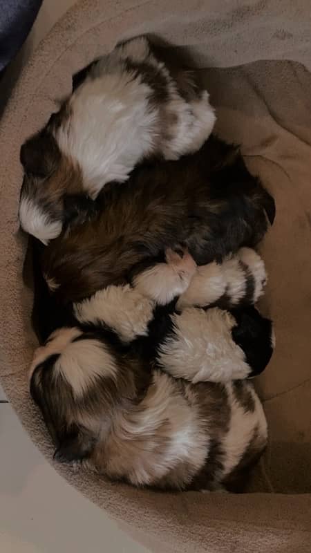 MALE SHIHTZU PUP AVAILABLE (shizu shitzu shihzu) 7