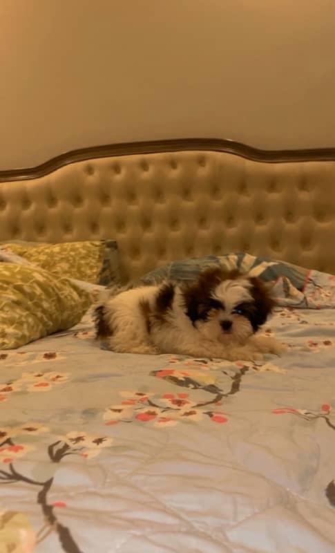 MALE SHIHTZU PUP AVAILABLE (shizu shitzu shihzu) 8