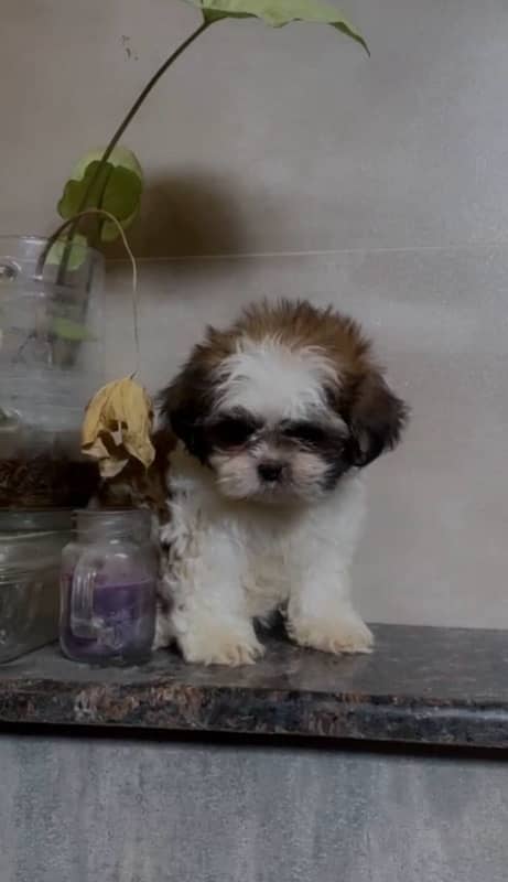 MALE SHIHTZU PUP AVAILABLE (shizu shitzu shihzu) 9