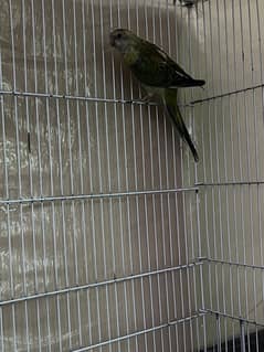 Rump Parrot Male (exchange possible) read full ad.