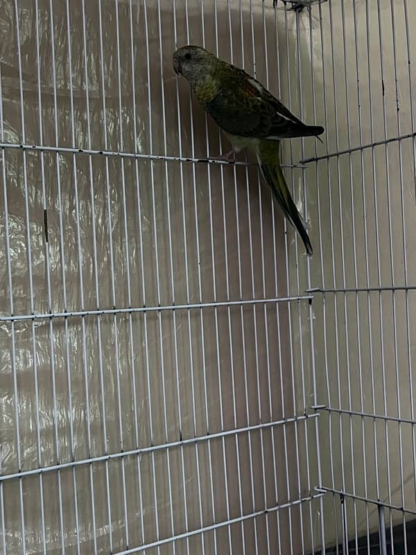 Rump Parrot Male (exchange possible) read full ad. 0