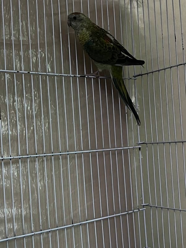 Rump Parrot Male (exchange possible) read full ad. 1