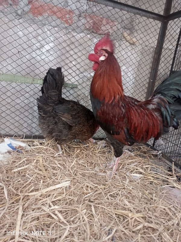 Egg laying Pair. 03119906069 2