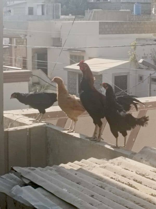 hens for sale 0