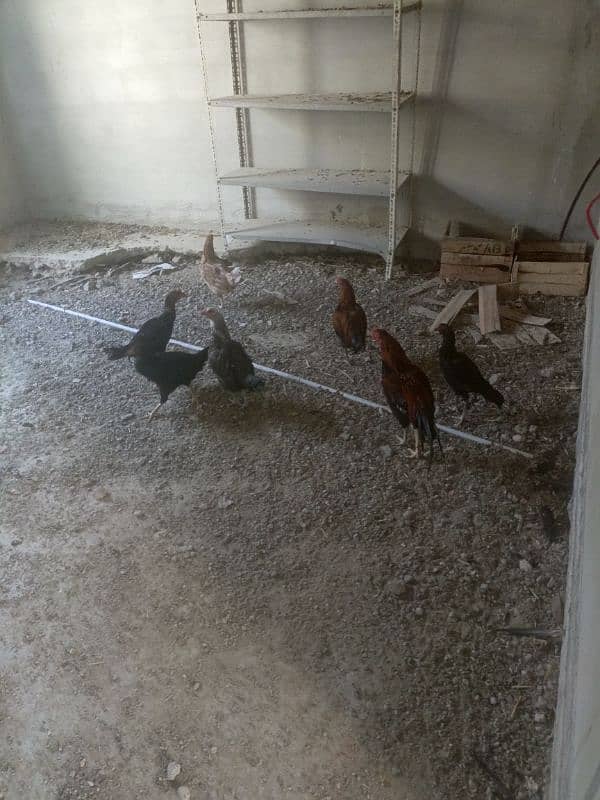 hens for sale 2