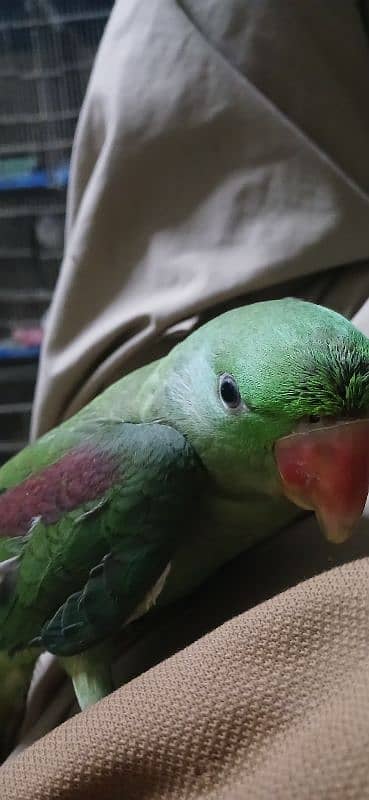 Hand Talking parrot 0