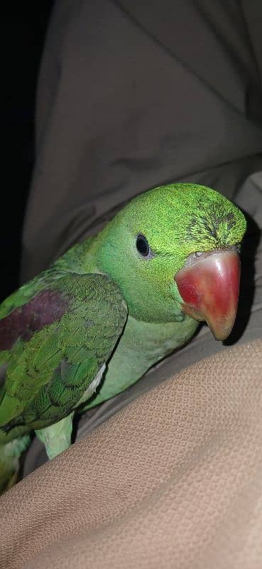 Hand Talking parrot 1