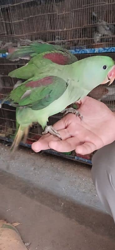 Hand Talking parrot 2