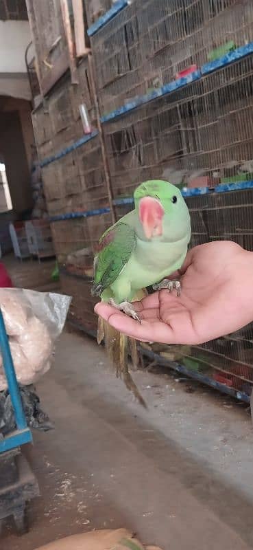 Hand Talking parrot 3