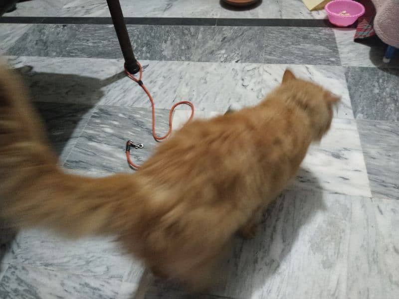 Persian Male cat for sale 1