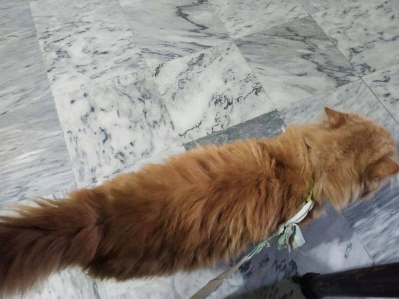 Persian Male cat for sale 2