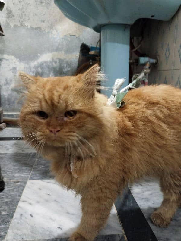 Persian Male cat for sale 3