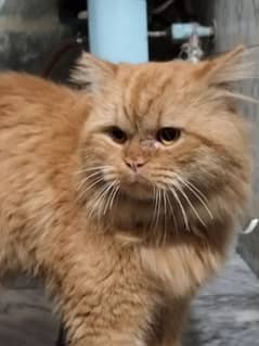 Persian Male cat for sale