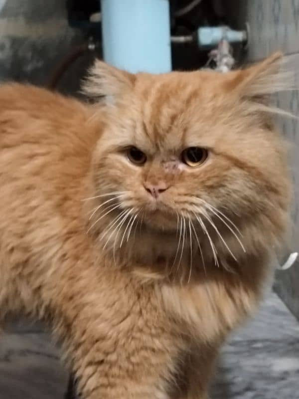 Persian Male cat for sale 4