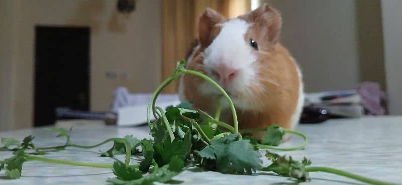 Guinea pig pet name cabby 1