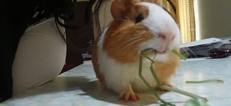 Guinea pig pet name cabby 3