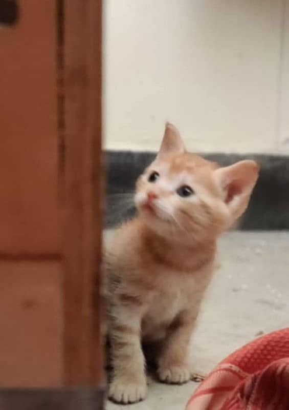 Tiger cat/ Bengal breed 0