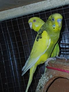 Budgies