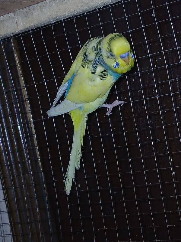 Budgies parrot sale 1