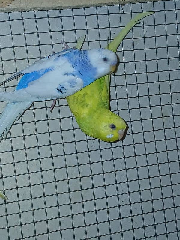 Budgies parrot sale 2