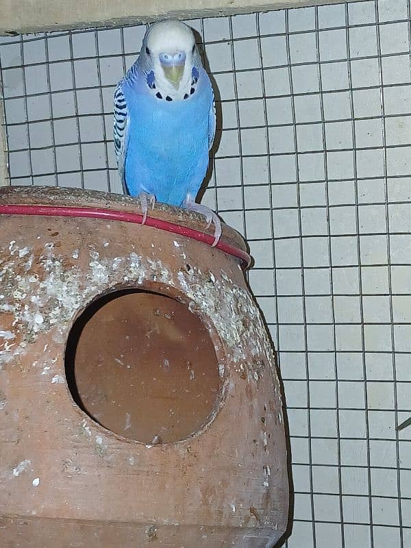 Budgies parrot sale 3