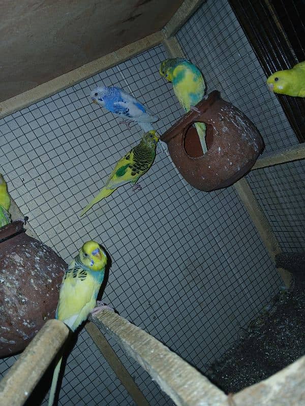 Budgies parrot sale 4