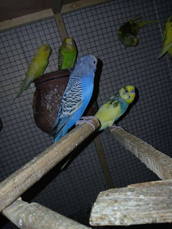 Budgies parrot sale 5