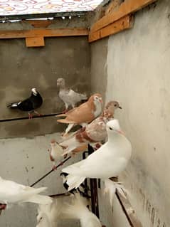 sherazi pigeons for sale