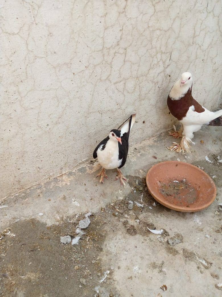 sherazi pigeons for sale 1