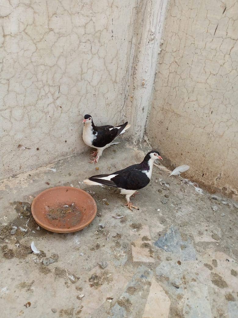 sherazi pigeons for sale 2