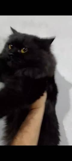 Persian Cat for sale Long coat yellow eyes health active and playful