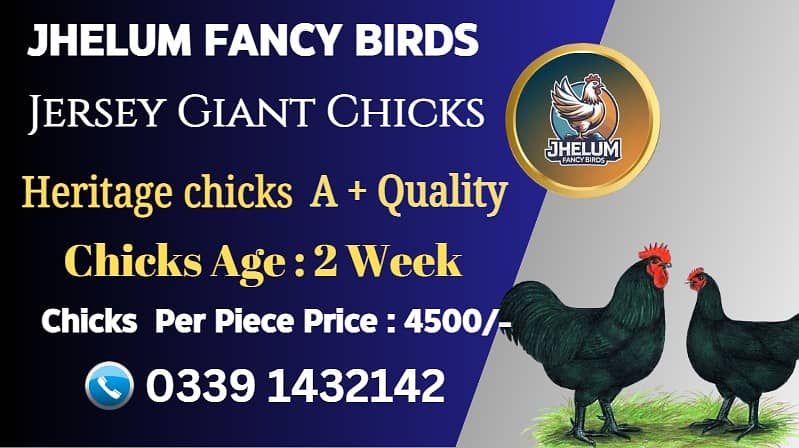 Jersey giant chick |Ayam Cemani black tongue|australorp|original Breed 1