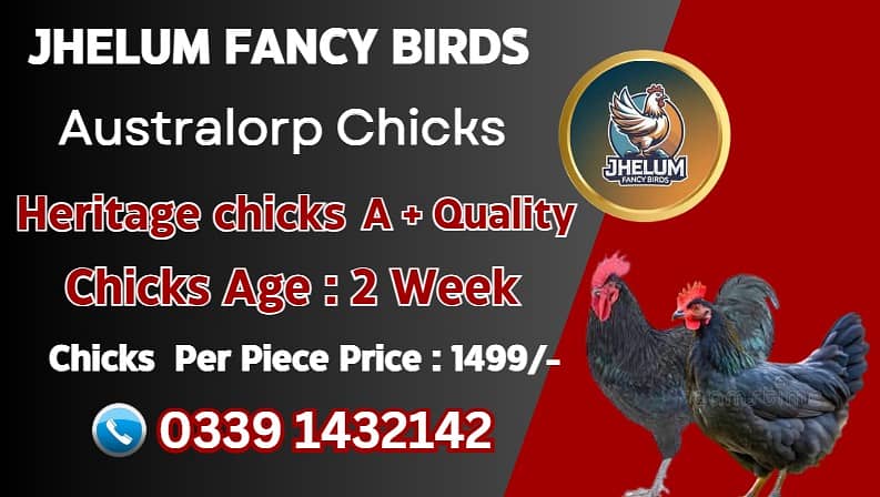 Jersey giant chick |Ayam Cemani black tongue|australorp|original Breed 3